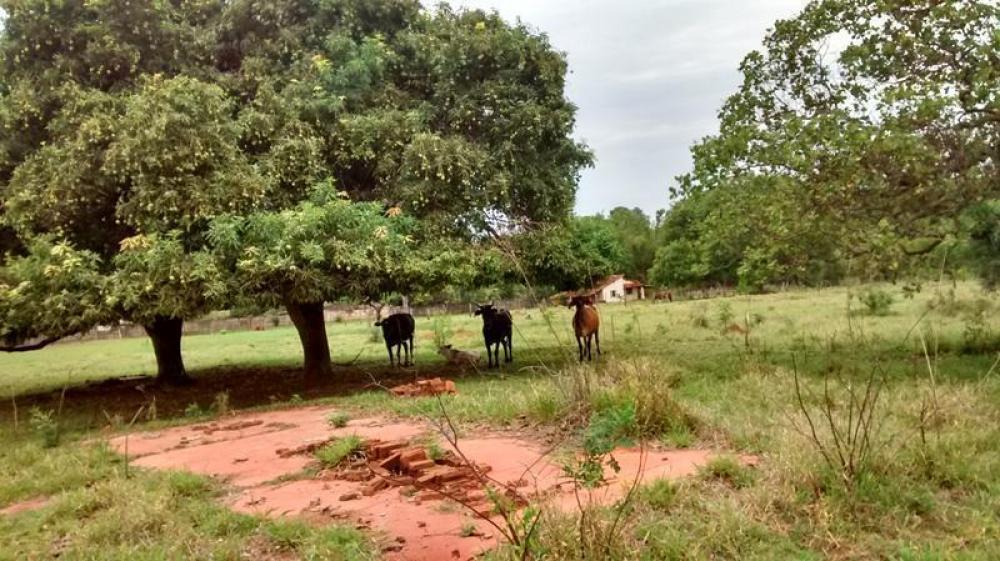 Comprar Rural / Chácara em São José do Rio Preto R$ 2.000.000,00 - Foto 13