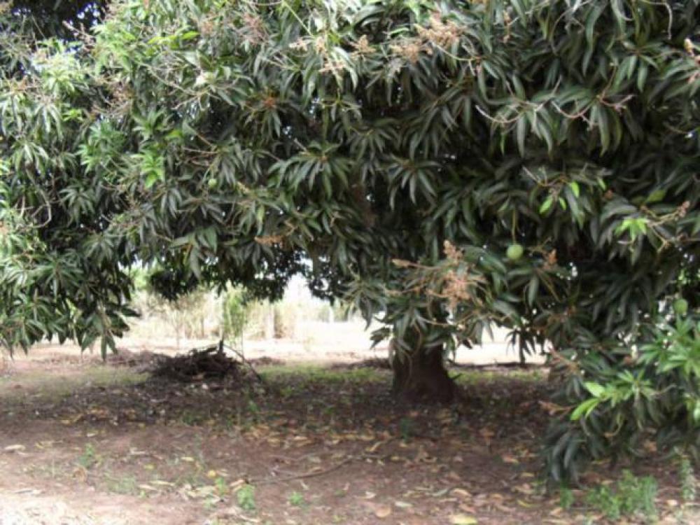 Comprar Rural / Chácara em São José do Rio Preto R$ 1.500.000,00 - Foto 18