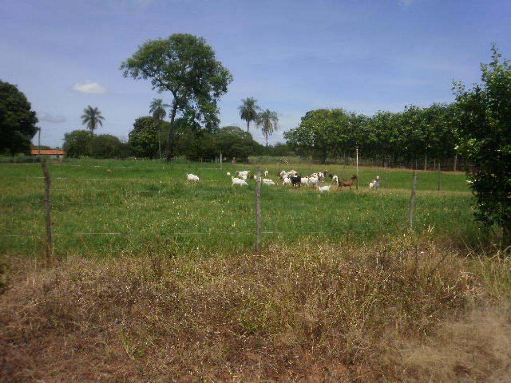 Comprar Rural / Sítio em Ipiguá R$ 2.500.000,00 - Foto 11
