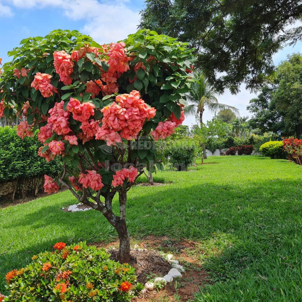 Comprar Rural / Chácara em São José do Rio Preto R$ 4.000.000,00 - Foto 67