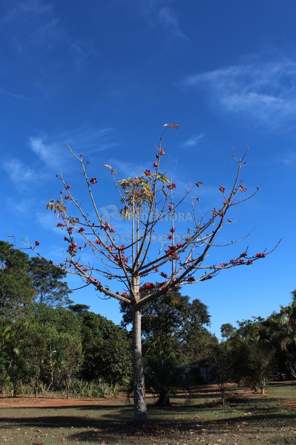 Comprar Rural / Chácara em Adolfo R$ 380.000,00 - Foto 11