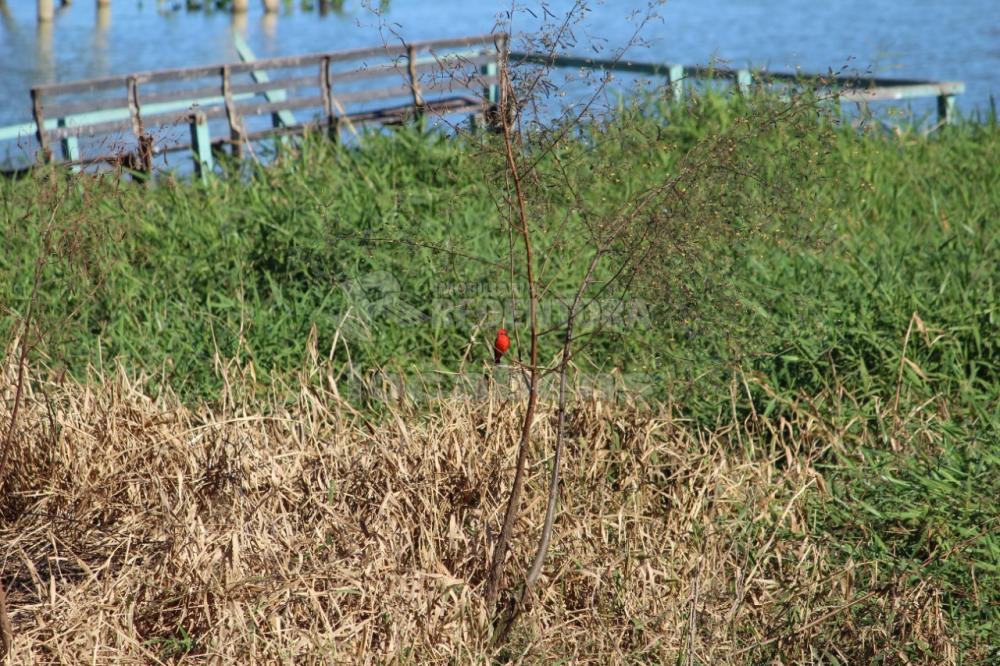 Comprar Rural / Chácara em Adolfo R$ 380.000,00 - Foto 12