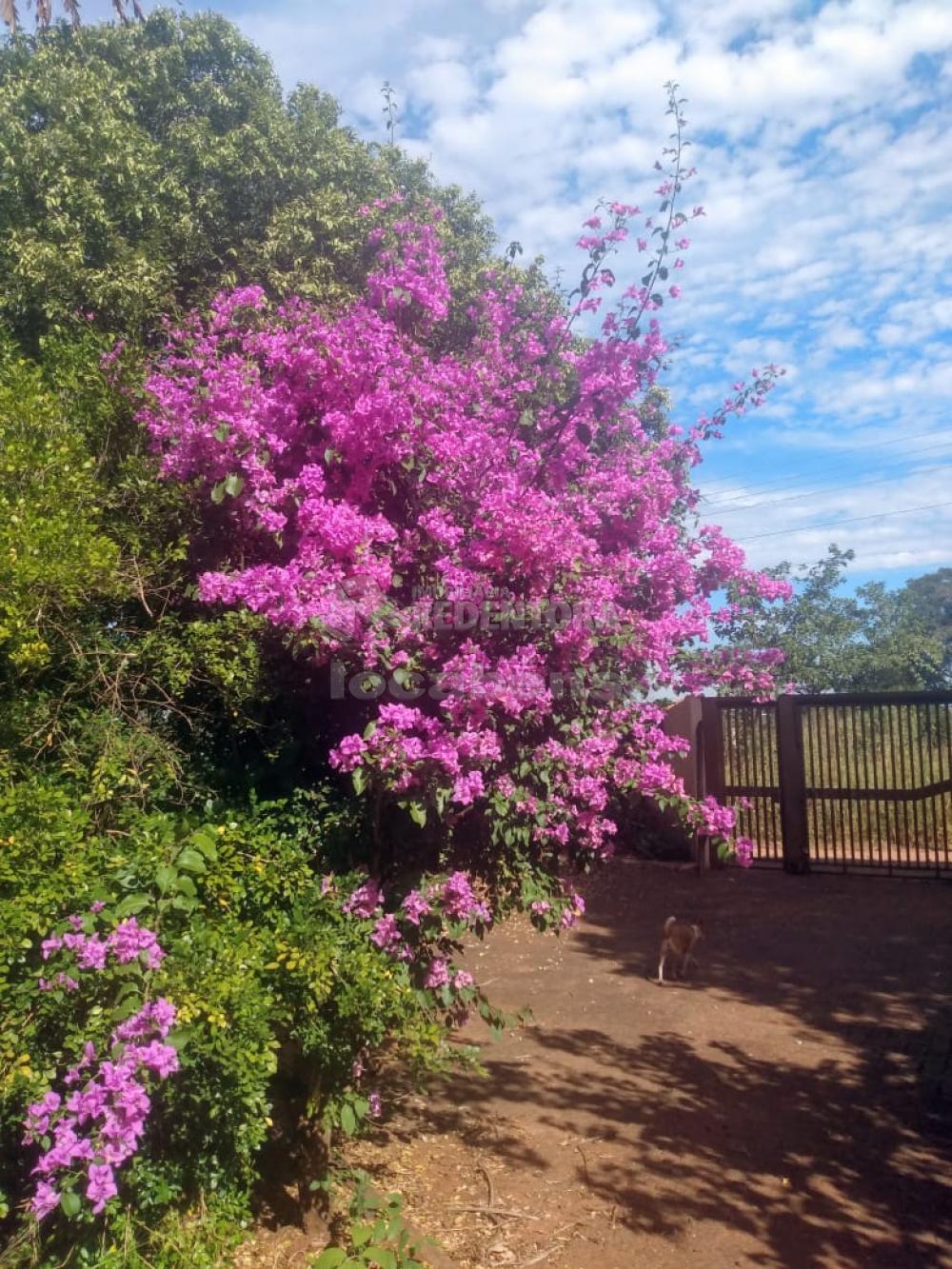 Comprar Rural / Chácara em São José do Rio Preto R$ 1.400.000,00 - Foto 4