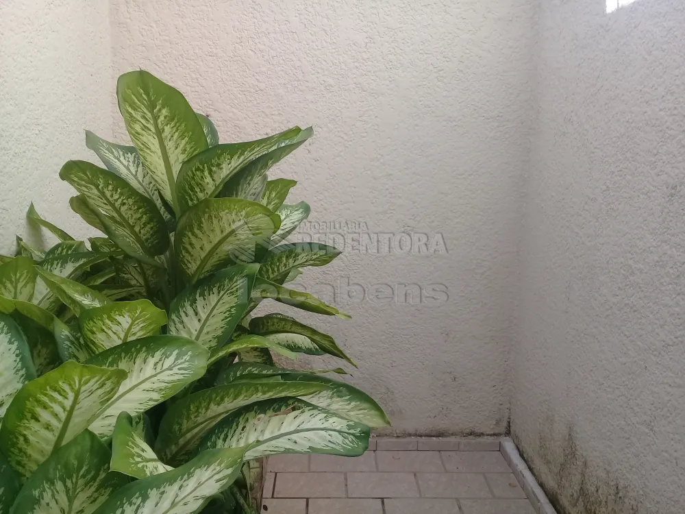 Comprar Casa / Padrão em São José do Rio Preto R$ 500.000,00 - Foto 16