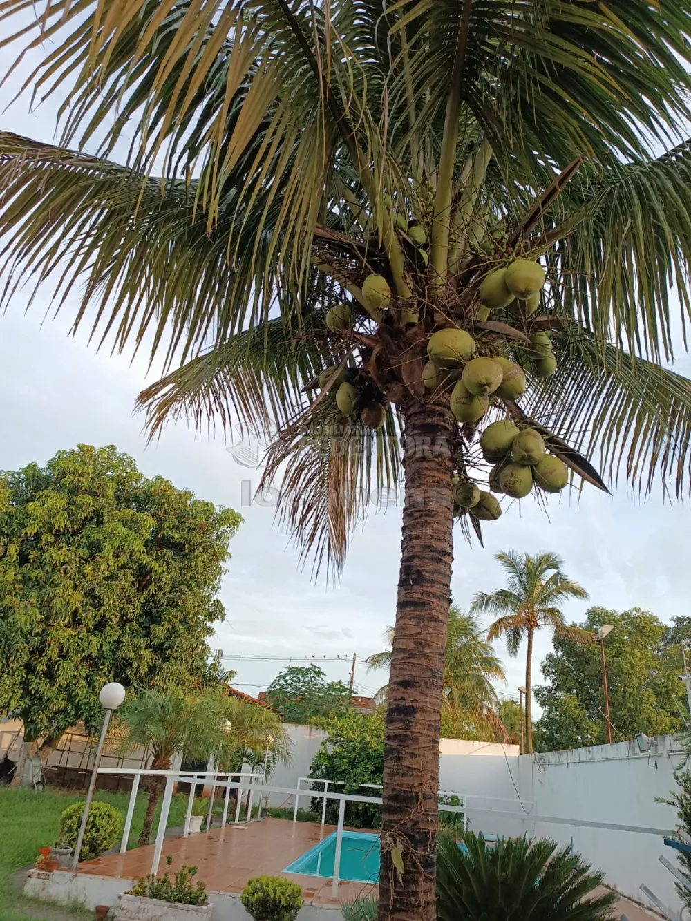 Comprar Rural / Chácara em São José do Rio Preto R$ 650.000,00 - Foto 9