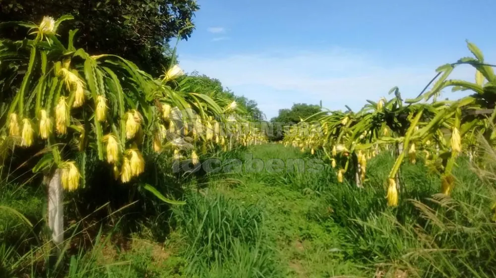 Fazenda-Sítio-Chácara, 24 hectares - Foto 4