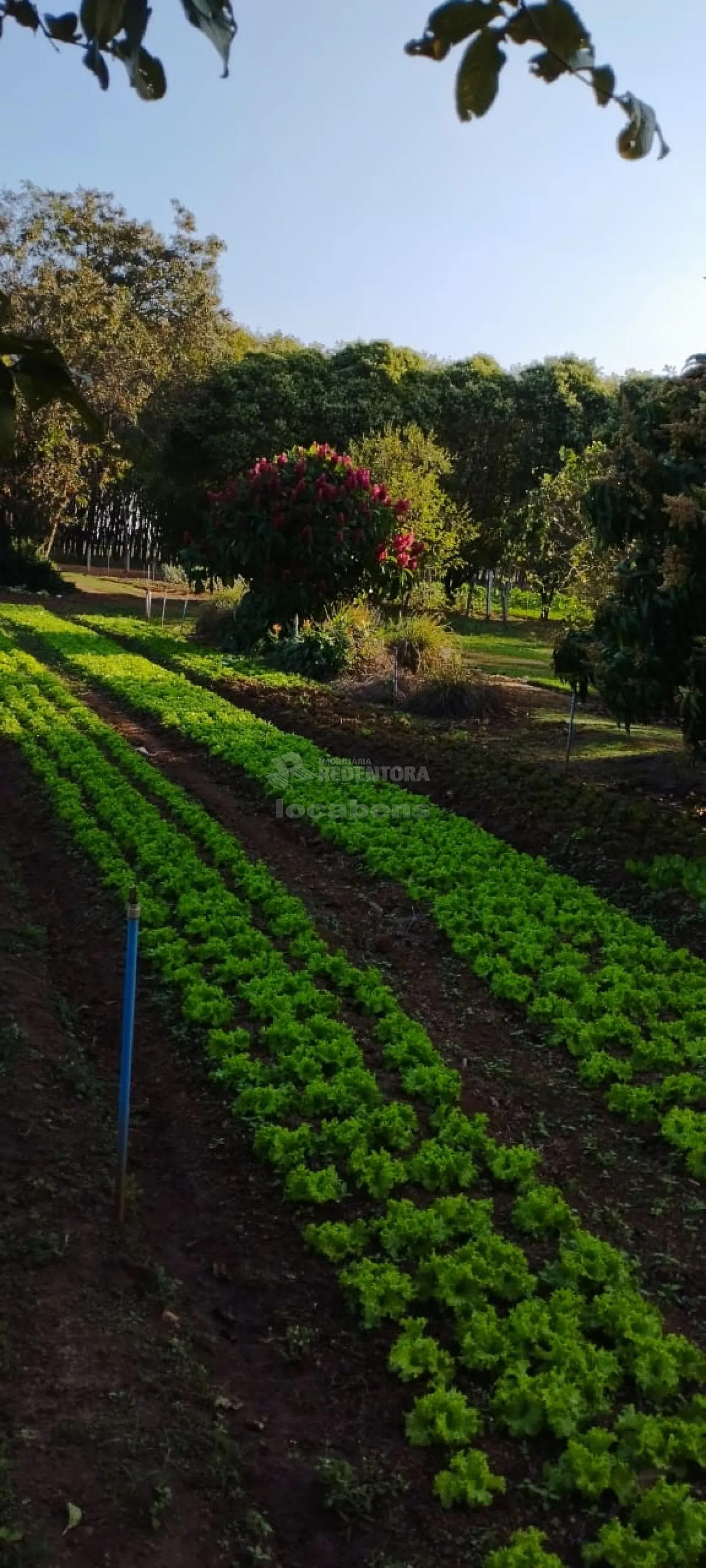 Comprar Rural / Sítio em Bady Bassitt R$ 800.000,00 - Foto 13