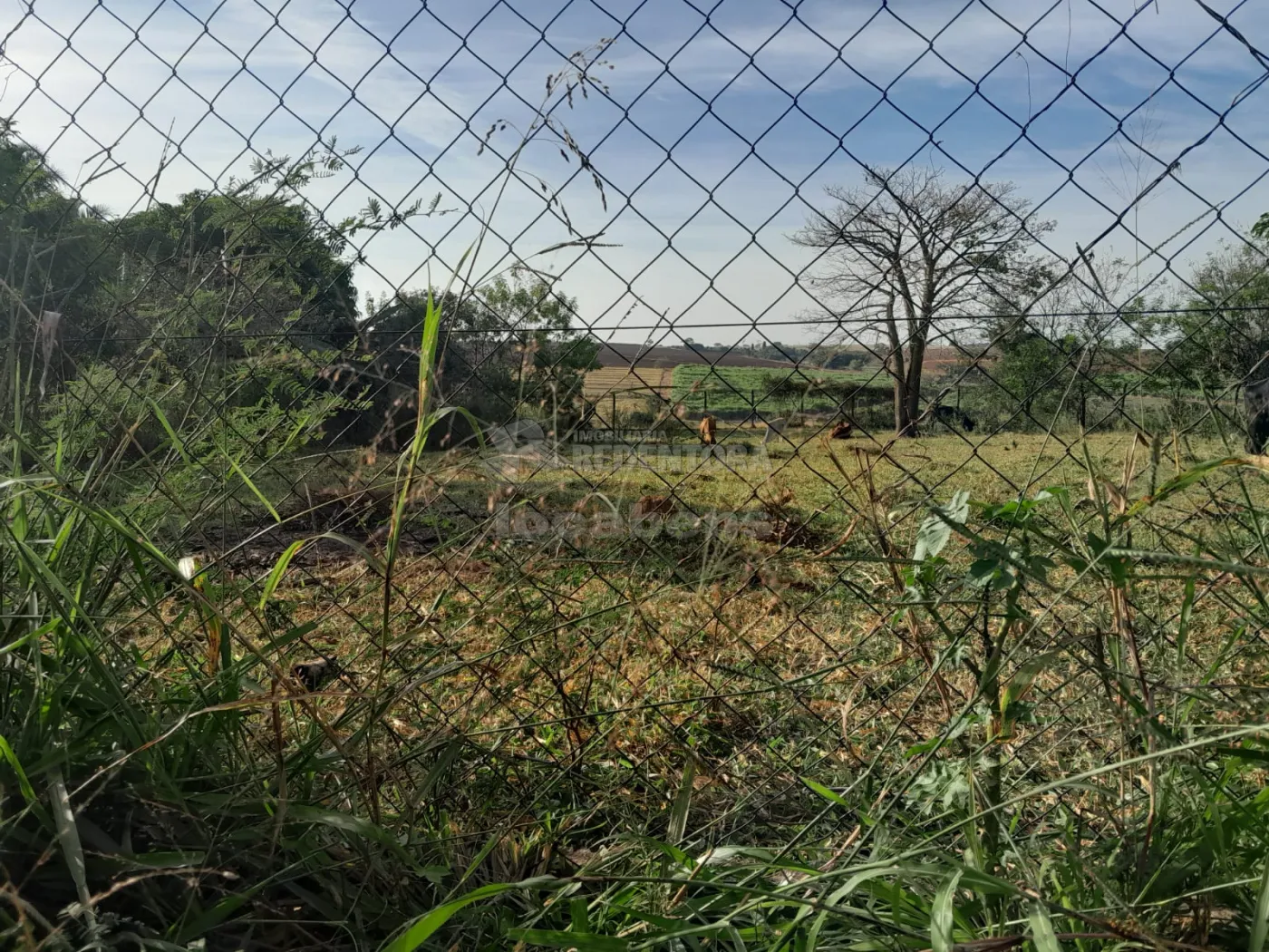 Comprar Rural / Chácara em São José do Rio Preto R$ 145.000,00 - Foto 3