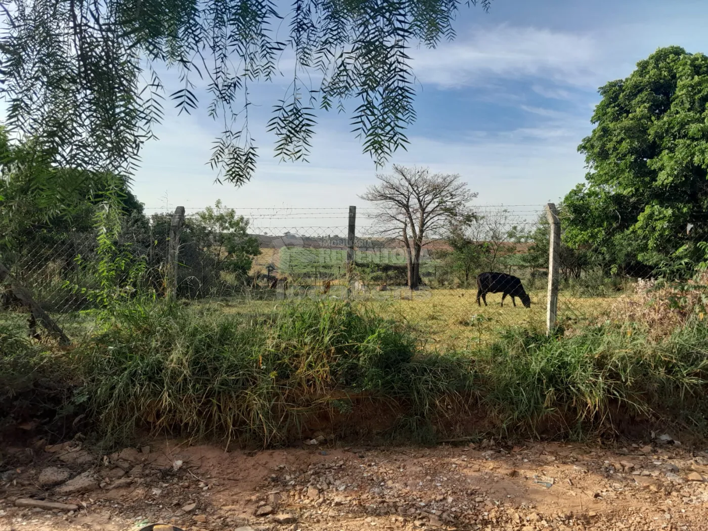 Comprar Rural / Chácara em São José do Rio Preto R$ 145.000,00 - Foto 2