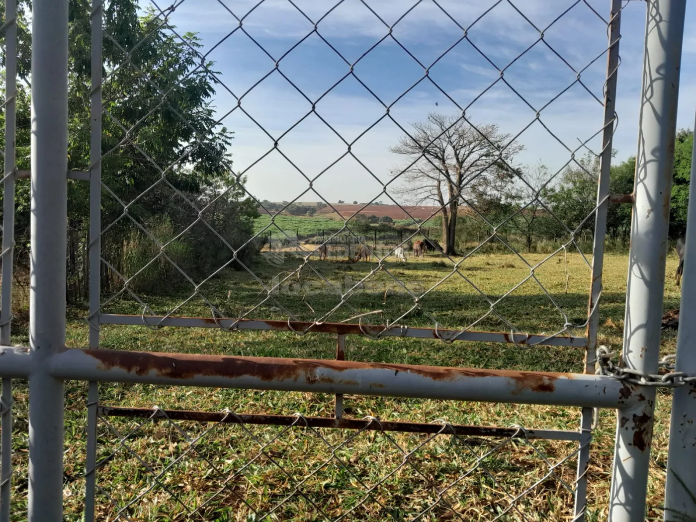 Comprar Rural / Chácara em São José do Rio Preto R$ 145.000,00 - Foto 5