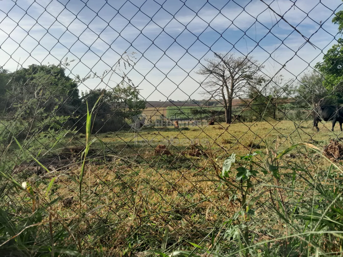 Comprar Rural / Chácara em São José do Rio Preto R$ 145.000,00 - Foto 6