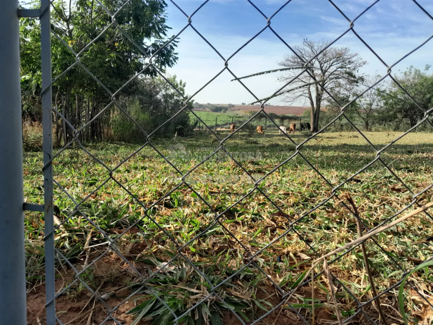 Comprar Rural / Chácara em São José do Rio Preto R$ 145.000,00 - Foto 4