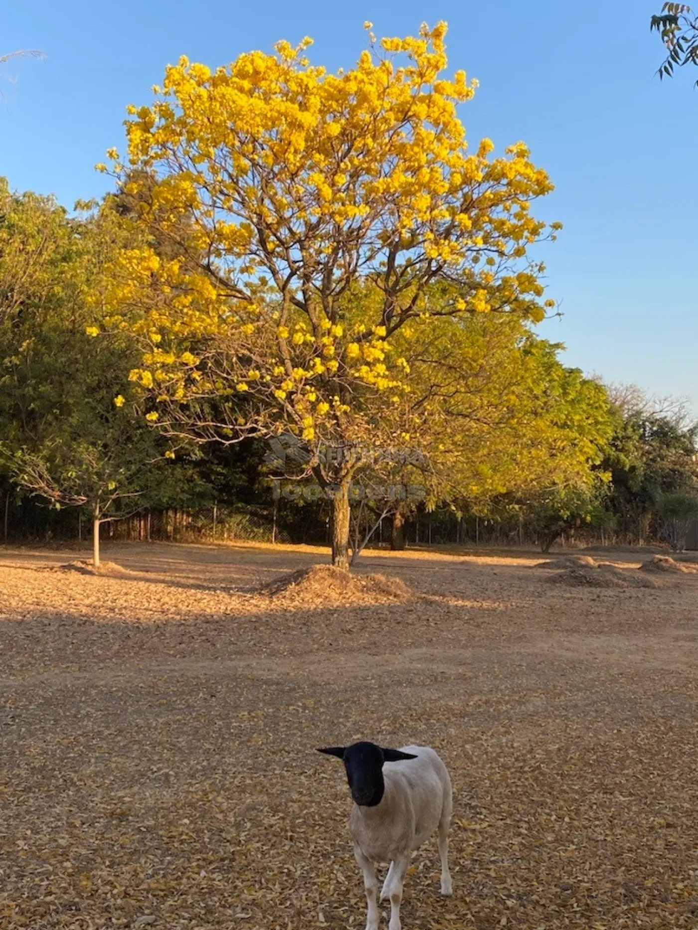 Comprar Casa / Condomínio em Mirassol R$ 1.650.000,00 - Foto 2