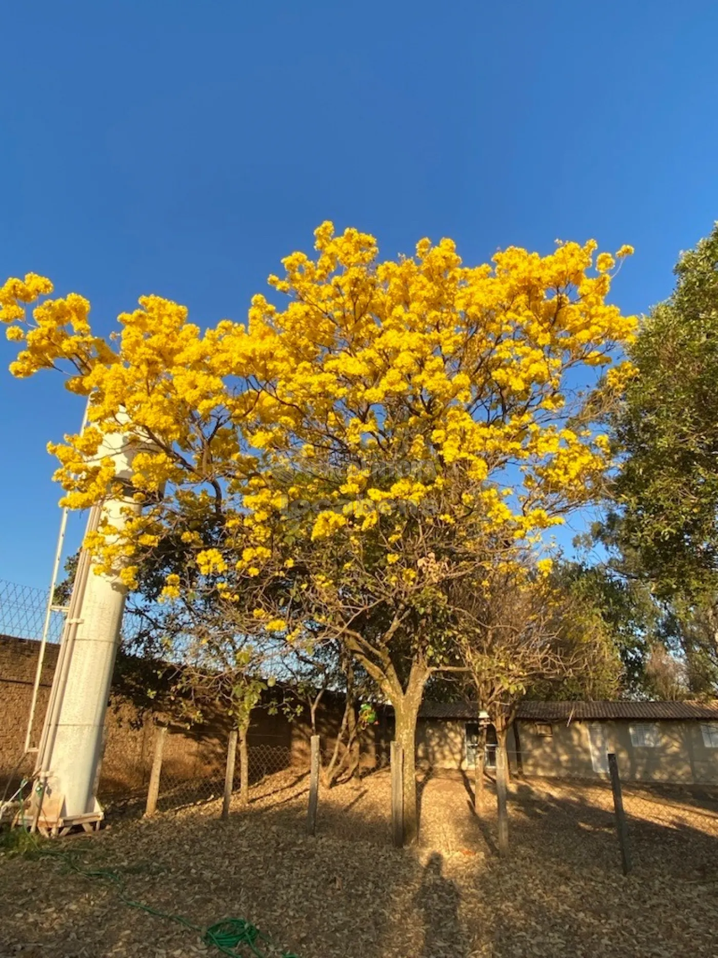 Comprar Casa / Condomínio em Mirassol apenas R$ 1.650.000,00 - Foto 9