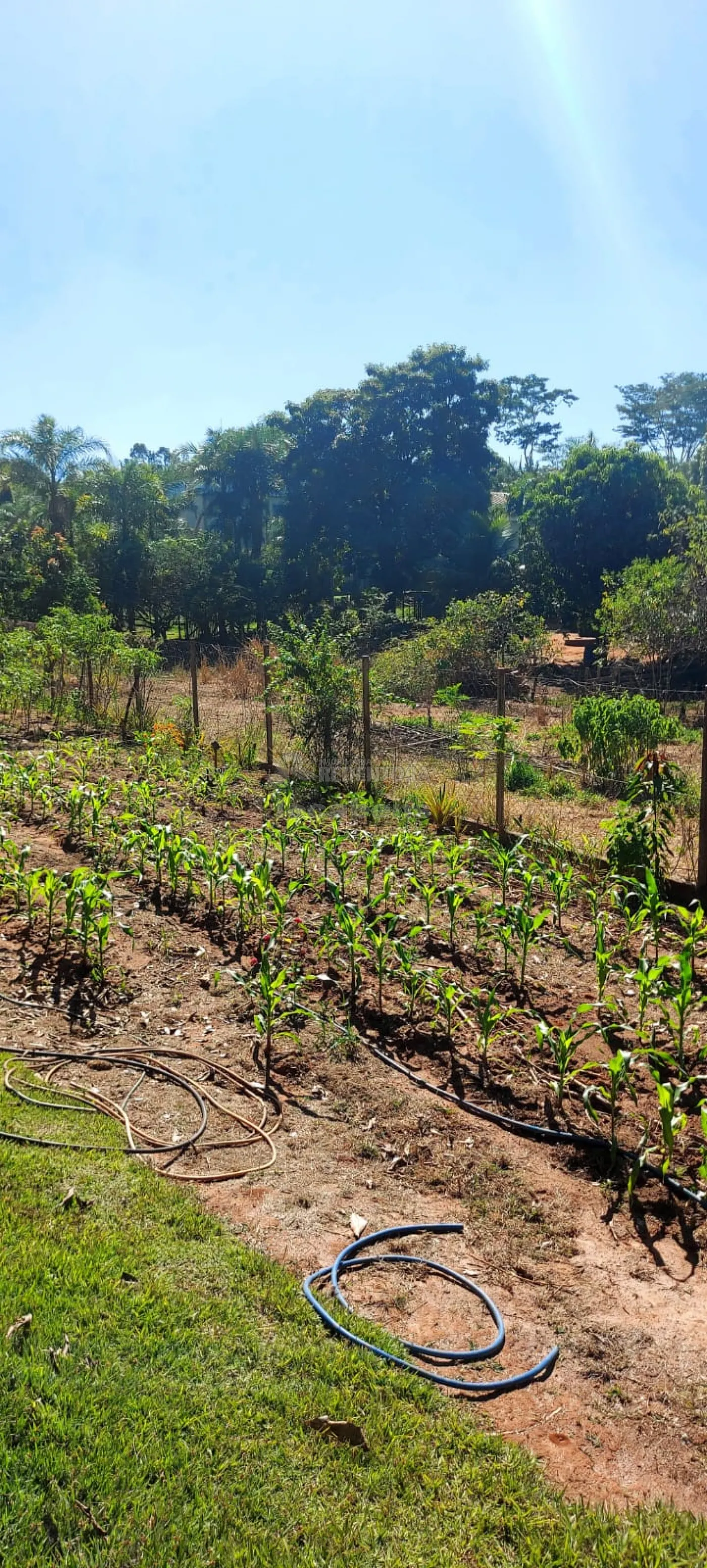 Comprar Rural / Chácara em São José do Rio Preto R$ 900.000,00 - Foto 38