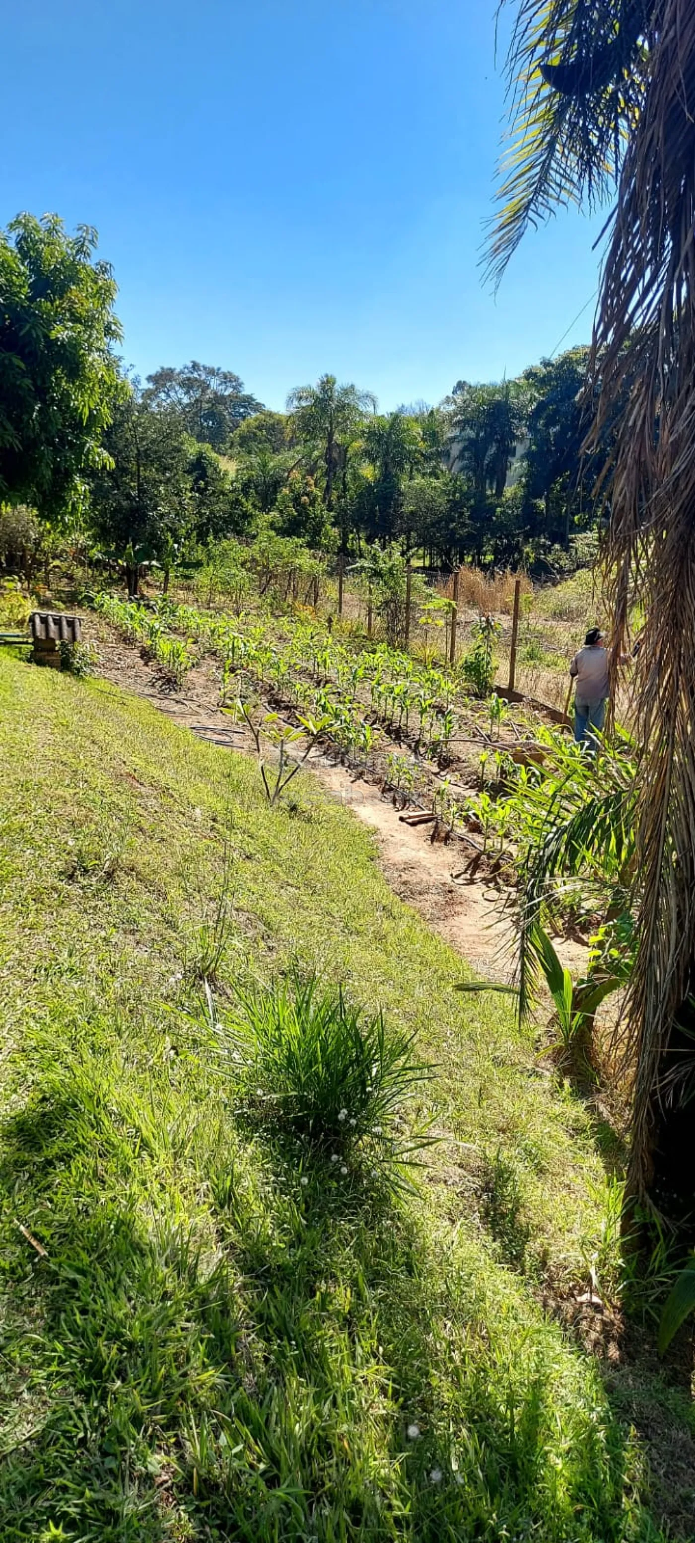 Comprar Rural / Chácara em São José do Rio Preto R$ 900.000,00 - Foto 39