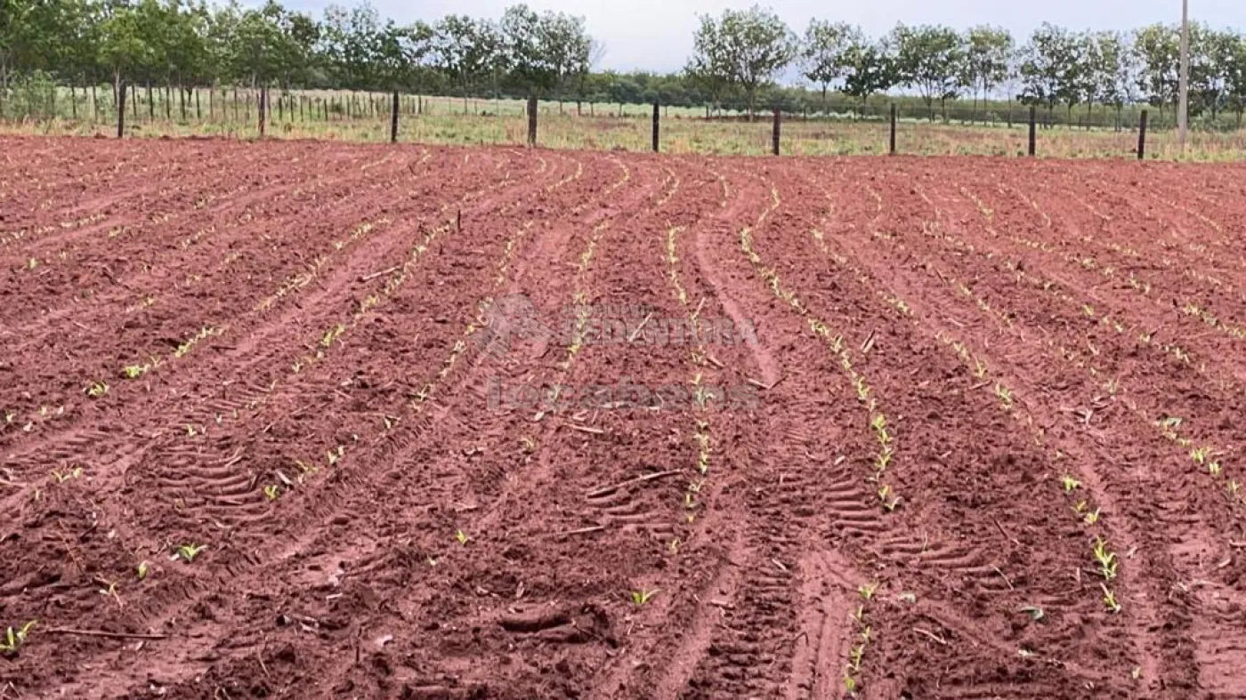 Comprar Rural / Sítio em Mirassol R$ 1.390.000,00 - Foto 2