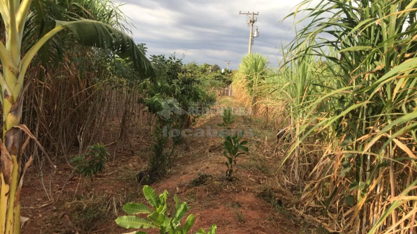 Comprar Rural / Sítio em Mirassol R$ 1.390.000,00 - Foto 6