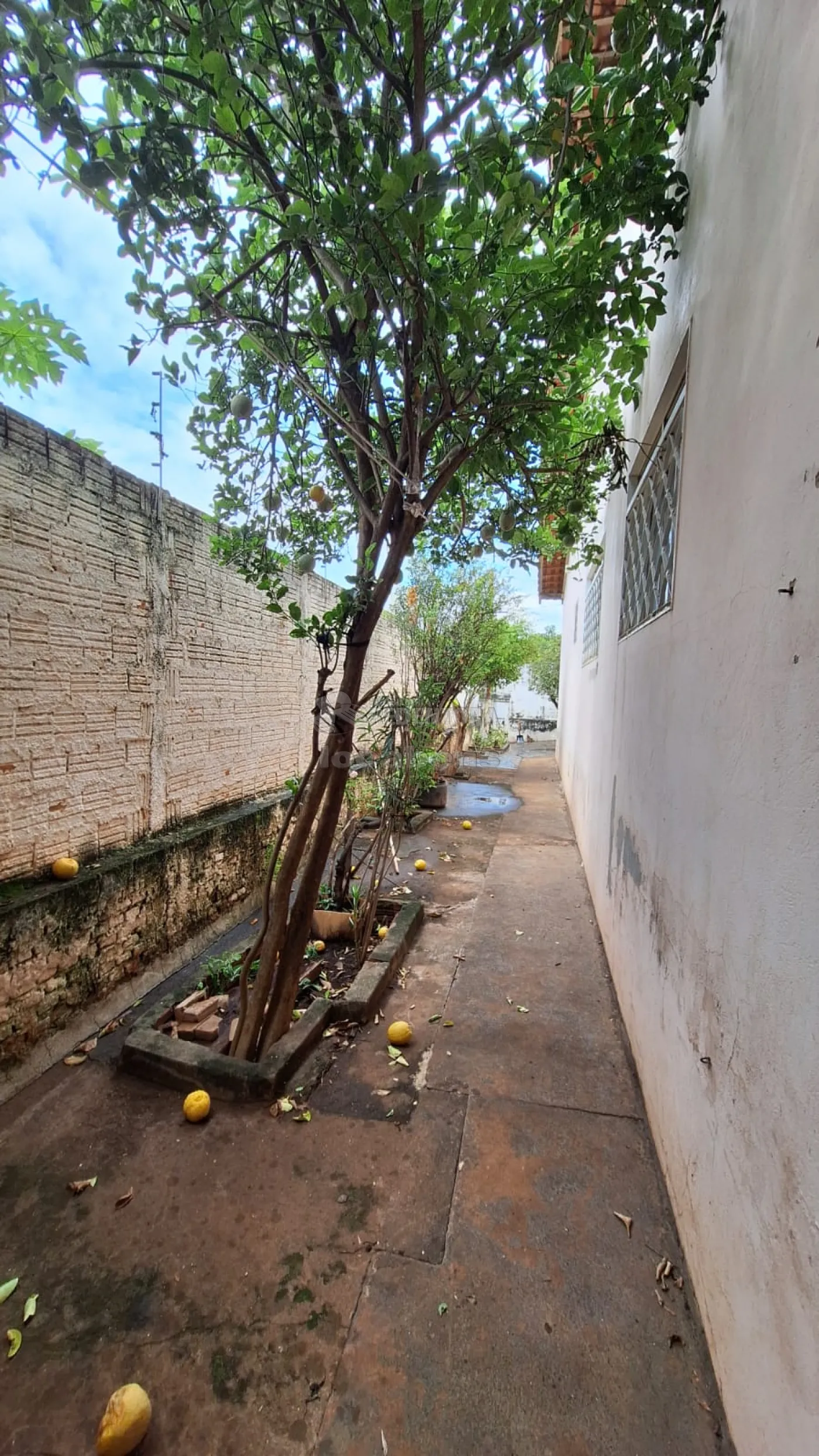 Alugar Casa / Padrão em São José do Rio Preto R$ 1.800,00 - Foto 31