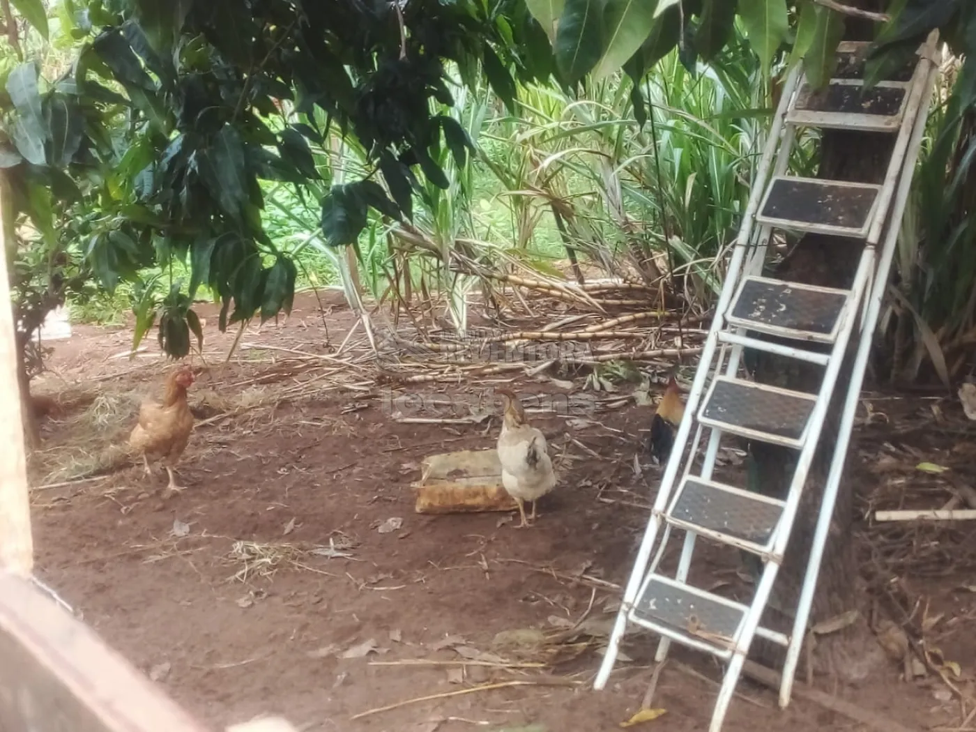 Chácara à venda com 3 quartos, 100m² - Foto 16