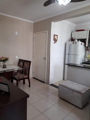 Alugar Apartamento / Padrão em São José do Rio Preto apenas R$ 800,00 - Foto 1