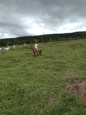 imagem 2 - Fazenda GOIAS - Caiaponia imagem 2 - Fazenda GOIAS - Caiaponia