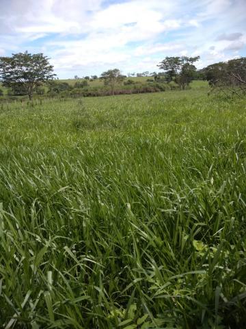 imagem 3 - Fazenda GOIAS - Caiaponia imagem 3 - Fazenda GOIAS - Caiaponia