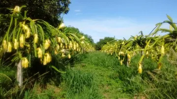 imagem 4 - Fazenda Venda imagem 4 - Fazenda Venda