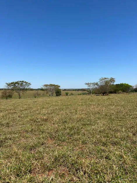 Comprar Rural / Sítio em Santa Fé do Sul R$ 750.000,00 - Foto 4