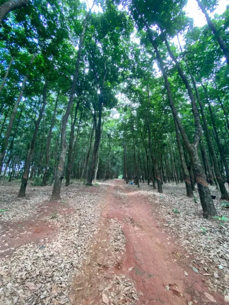 imagem 1 - Sítio 4 alqueires - Poloni-SP imagem 1 - Sítio 4 alqueires - Poloni-SP