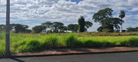 Terreno / Padrão em São José do Rio Preto 