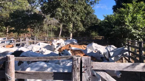 imagem 2 - Fazenda | Urucuia imagem 2 - Fazenda | Urucuia