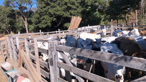 imagem 3 - Fazenda | Urucuia imagem 3 - Fazenda | Urucuia