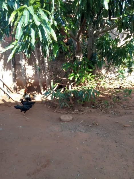 imagem 5 - Catanduva - Loteamento Cidade Jardim imagem 5 - Catanduva - Loteamento Cidade Jardim