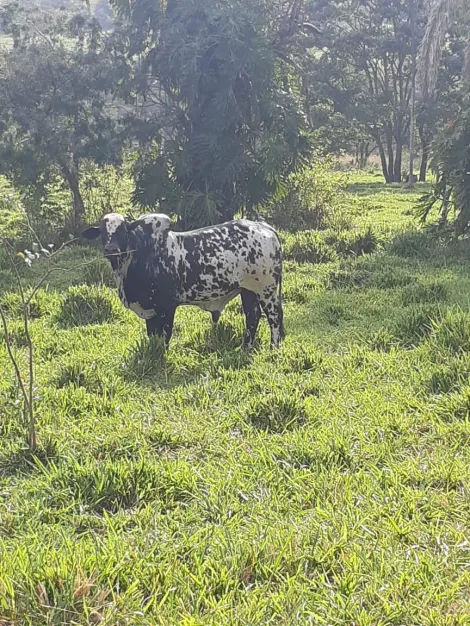 imagem 5 - Fazenda no Município de Cachoeira Alta Goiás imagem 5 - Fazenda no Município de Cachoeira Alta Goiás