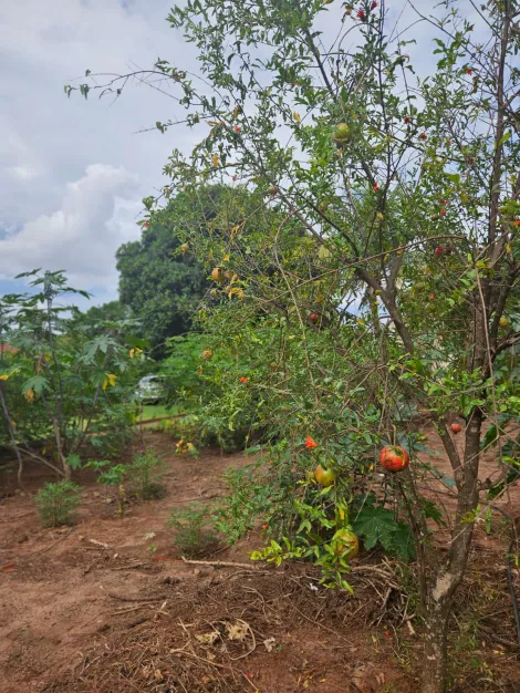imagem 5 - CHÁCARA À VENDA imagem 5 - CHÁCARA À VENDA