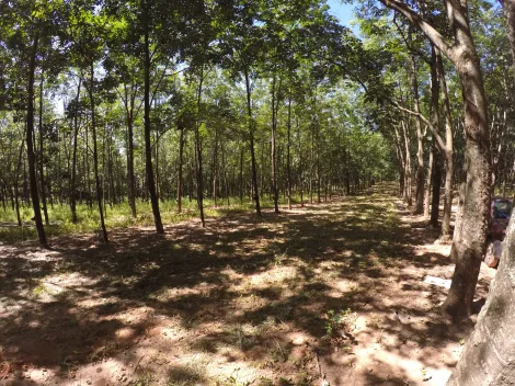 imagem 2 - Fazenda em Seringueira no  interior Paulista no município de Auriflama. imagem 2 - Fazenda em Seringueira no  interior Paulista no município de Auriflama.