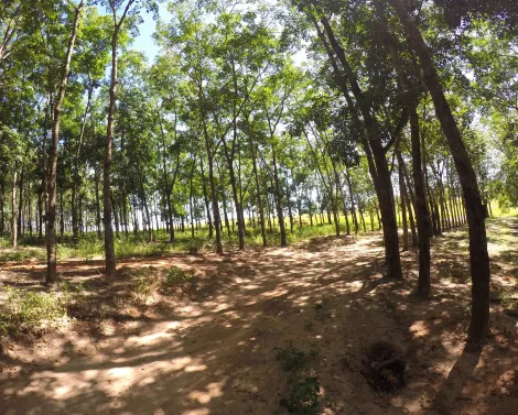 imagem 3 - Fazenda em Seringueira no  interior Paulista no município de Auriflama. imagem 3 - Fazenda em Seringueira no  interior Paulista no município de Auriflama.