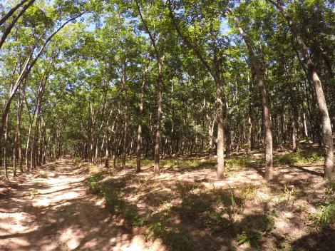 imagem 4 - Fazenda em Seringueira no  interior Paulista no município de Auriflama. imagem 4 - Fazenda em Seringueira no  interior Paulista no município de Auriflama.