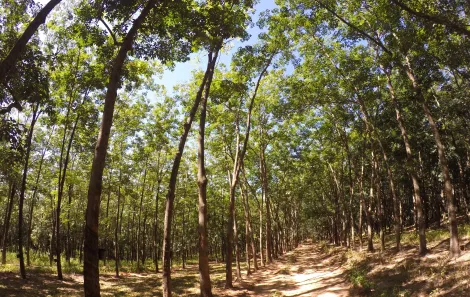 imagem 5 - Fazenda em Seringueira no  interior Paulista no município de Auriflama. imagem 5 - Fazenda em Seringueira no  interior Paulista no município de Auriflama.