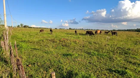 imagem 3 - Sitio Barra Funda 1 encravado na Fazenda Barra Funda - Município de Ipiguá imagem 3 - Sitio Barra Funda 1 encravado na Fazenda Barra Funda - Município de Ipiguá