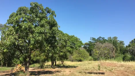 imagem 5 - Mirassol - Bairro Fartura - Área com 2751,21 m² Venda com bom valor imagem 5 - Mirassol - Bairro Fartura - Área com 2751,21 m² Venda com bom valor