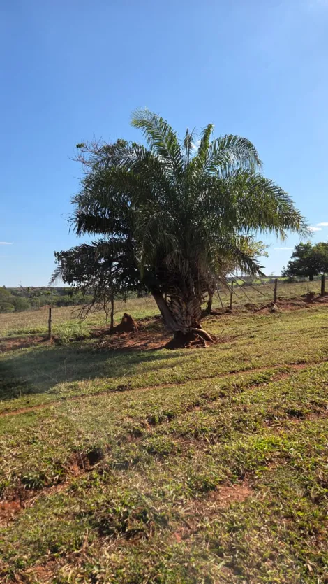 imagem 1 - Sítio à Venda - 4,5 Alqueires em Fernandópolis-SP imagem 1 - Sítio à Venda - 4,5 Alqueires em Fernandópolis-SP